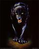tempestpanther's Avatar