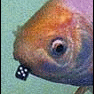 The Pierced Weirdo's Avatar