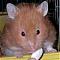 [hamster]'s Avatar