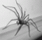 $PiDeR's Avatar