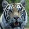 Ttiger's Avatar